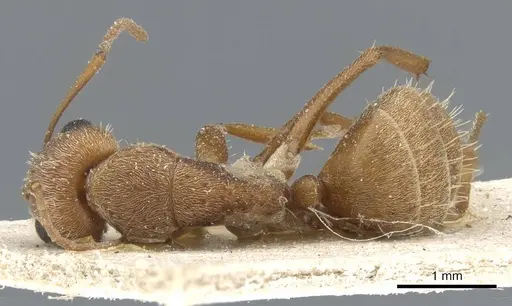 Camponotus koseritzi - CASENT0905208