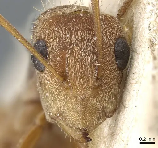 Camponotus koseritzi - CASENT0905208