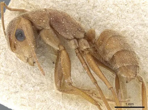 Camponotus koseritzi - CASENT0905208