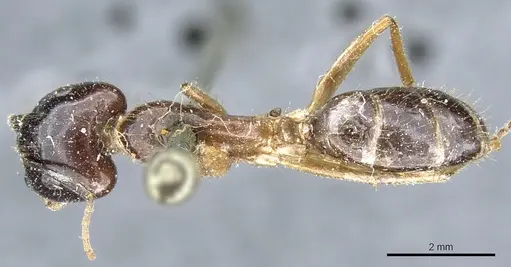Camponotus kubaryi specimen