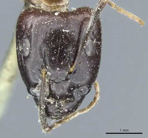 Camponotus kubaryi specimen