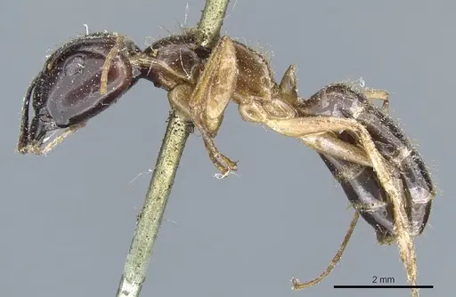 Camponotus kubaryi specimen