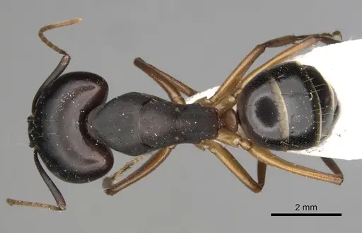 Camponotus kugleri specimen
