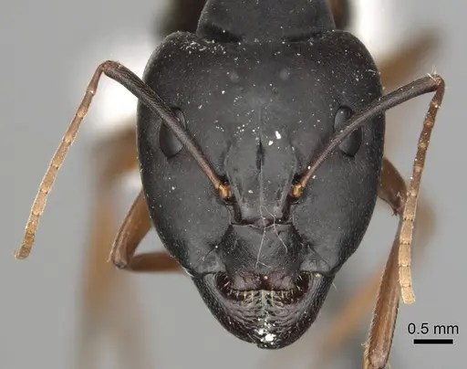 Camponotus kugleri specimen