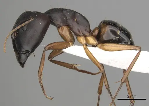 Camponotus kugleri specimen