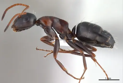 Camponotus kurdistanicus - ANTWEB1008056