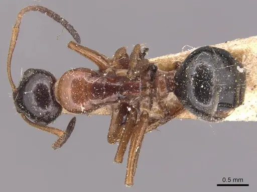 Camponotus kurdistanicus - CASENT0905392