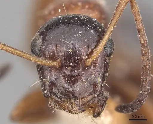 Camponotus kurdistanicus - CASENT0905392