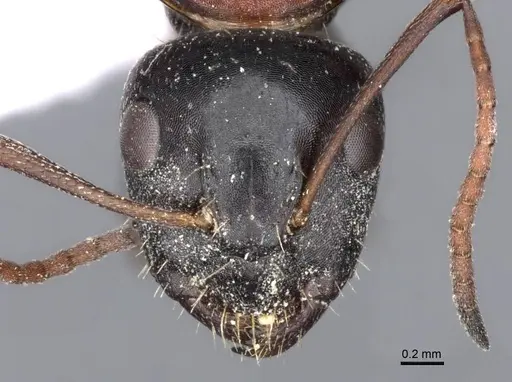 Camponotus kurdistanicus - CASENT0910244