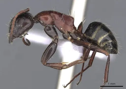 Camponotus kurdistanicus - CASENT0910244
