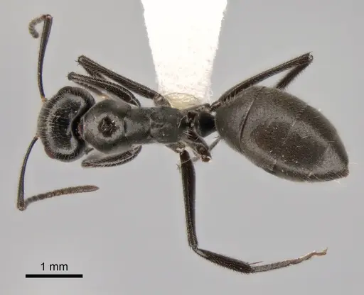 Camponotus kutteri specimen