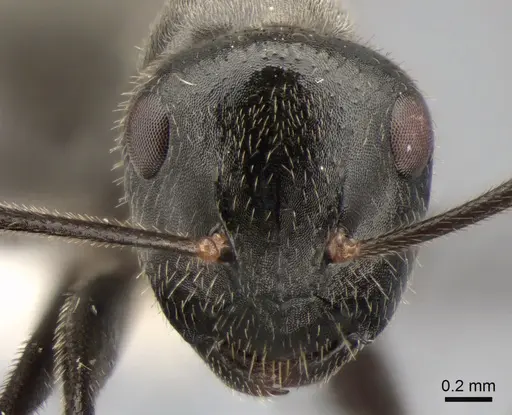 Camponotus kutteri specimen