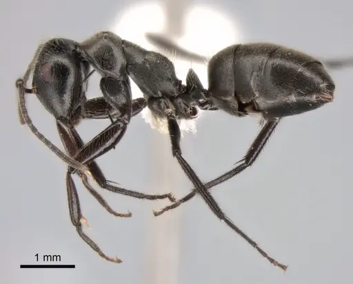 Camponotus kutteri specimen