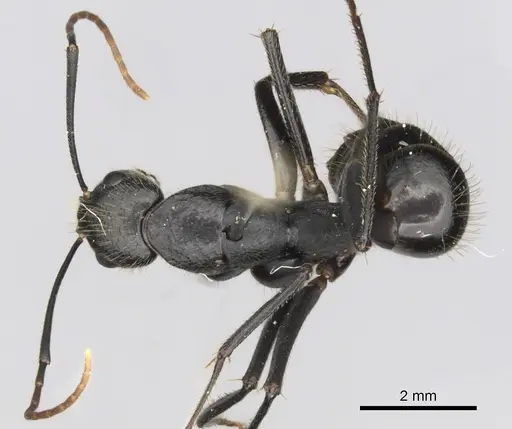 Camponotus laconicus specimen