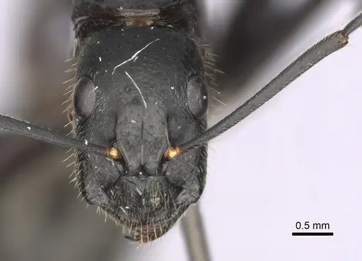 Camponotus laconicus specimen