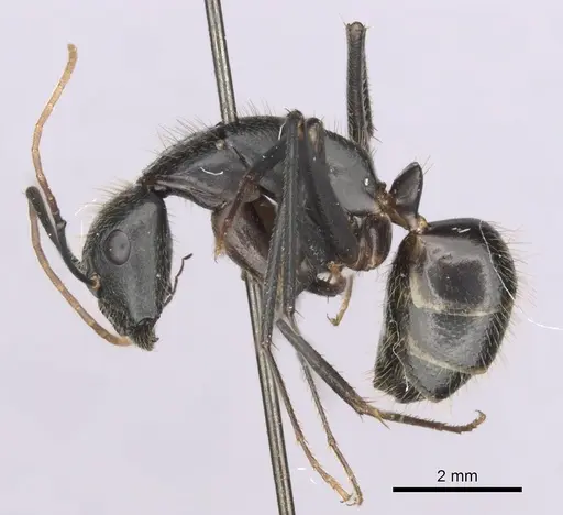 Camponotus laconicus specimen
