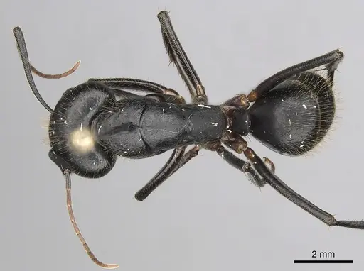Camponotus laconicus - CASENT0249427