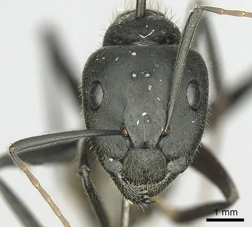Camponotus laconicus - CASENT0249427