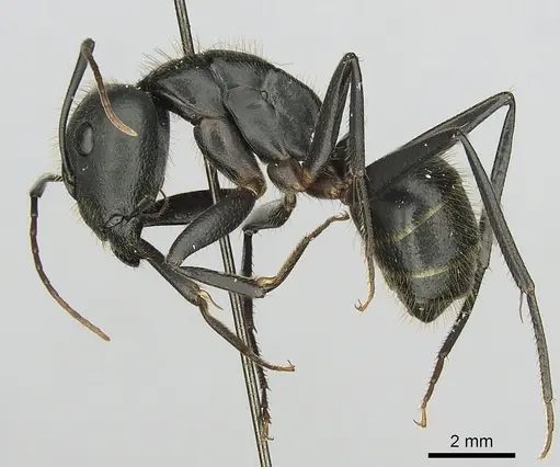 Camponotus laconicus - CASENT0249427