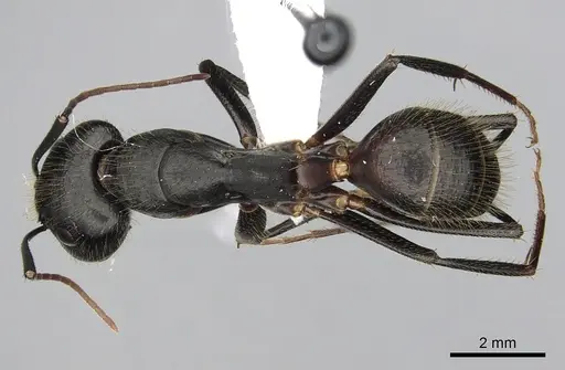 Camponotus laconicus - CASENT0249987