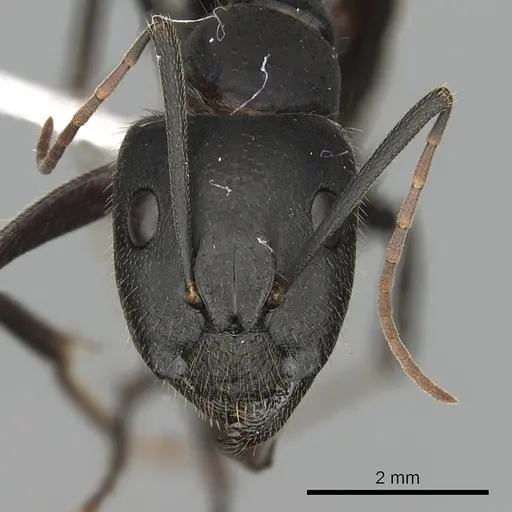 Camponotus laconicus - CASENT0249987