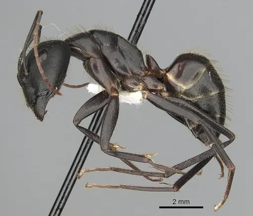 Camponotus laconicus - CASENT0249987