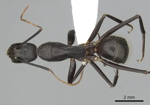 Camponotus laconicus - CASENT0249988