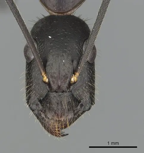 Camponotus laconicus - CASENT0249988