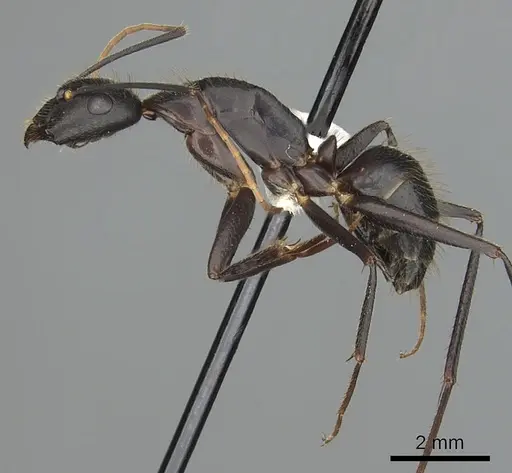 Camponotus laconicus - CASENT0249988