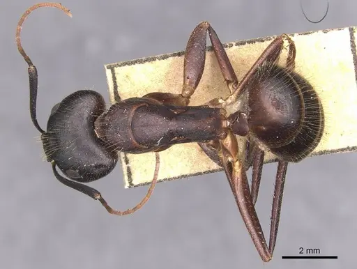 Camponotus laconicus - CASENT0905288