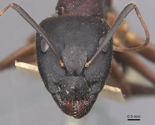 Camponotus laconicus - CASENT0905288