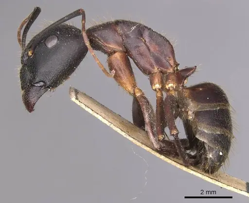 Camponotus laconicus - CASENT0905288
