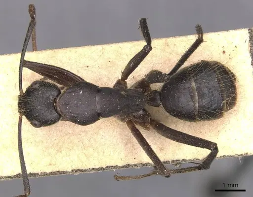 Camponotus laconicus - CASENT0905289