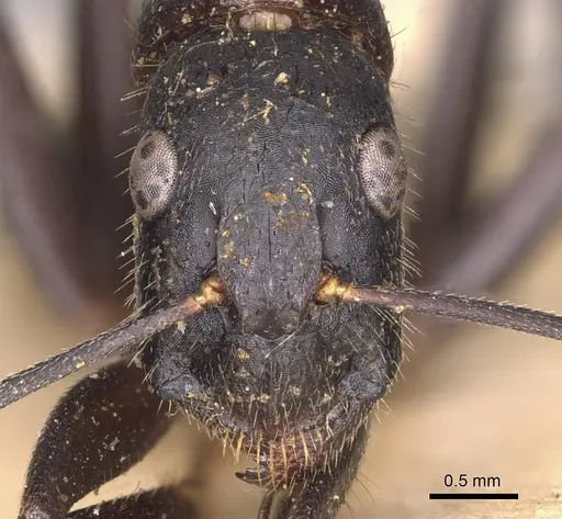 Camponotus laconicus - CASENT0905289