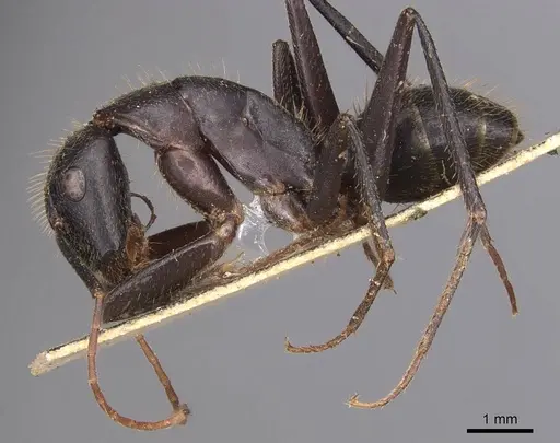 Camponotus laconicus - CASENT0905289