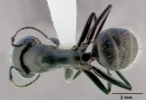 Camponotus laevissimus specimen