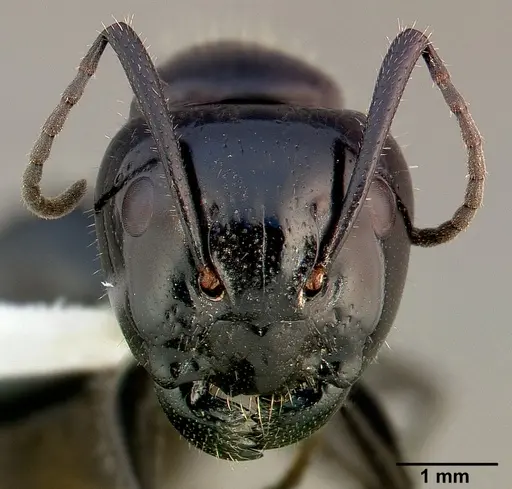 Camponotus laevissimus specimen