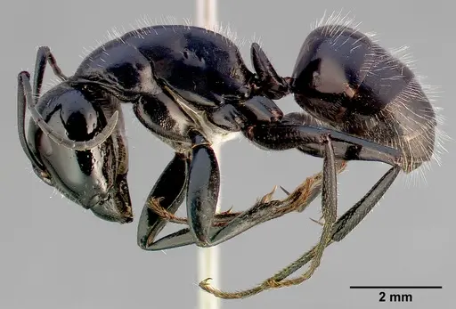 Camponotus laevissimus specimen