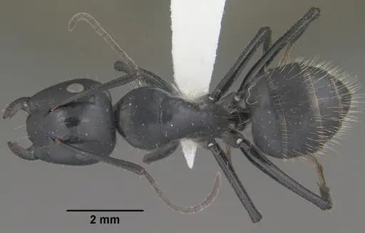 Camponotus laevissimus - CASENT0102776