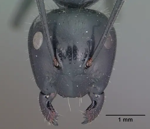 Camponotus laevissimus - CASENT0102776