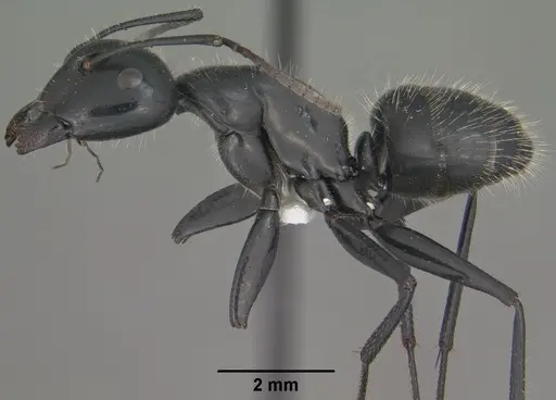 Camponotus laevissimus - CASENT0102776