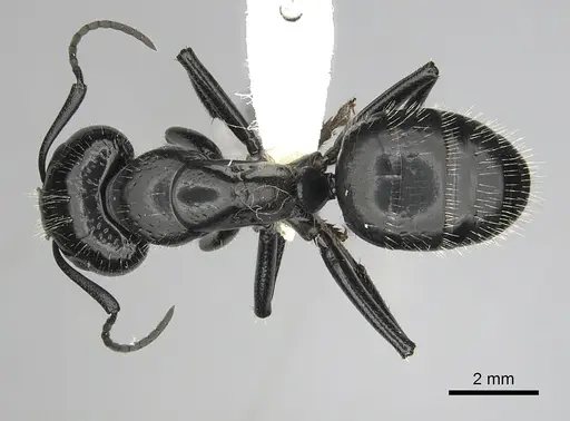 Camponotus laevissimus - CASENT0280010