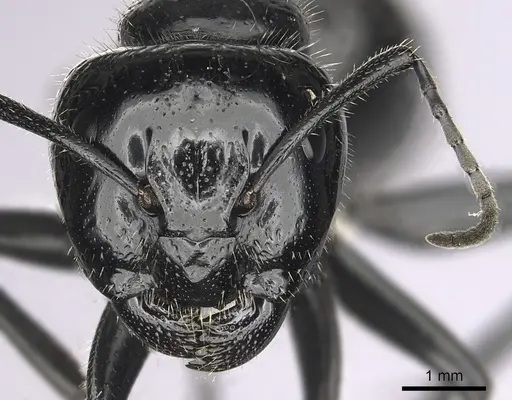 Camponotus laevissimus - CASENT0280010