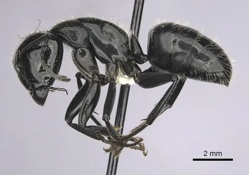 Camponotus laevissimus - CASENT0280010