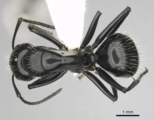 Camponotus laevissimus - CASENT0280011