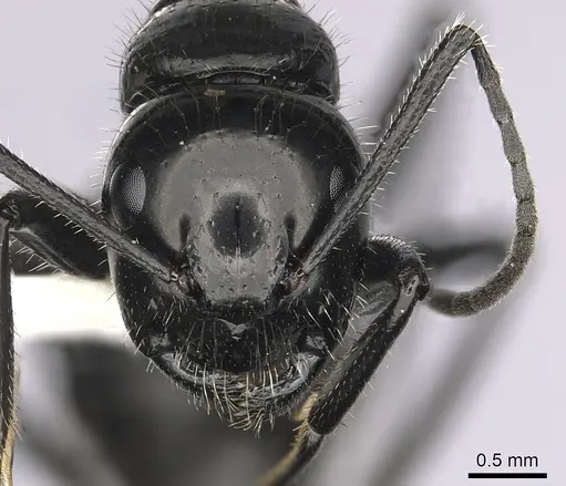 Camponotus laevissimus - CASENT0280011