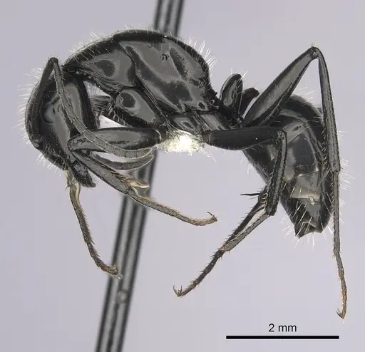 Camponotus laevissimus - CASENT0280011