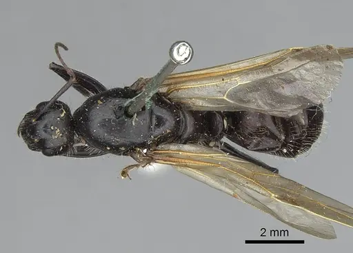 Camponotus laevissimus - CASENT0923029
