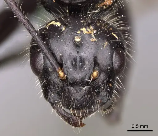 Camponotus laevissimus - CASENT0923029