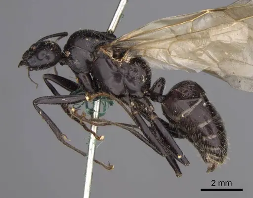 Camponotus laevissimus - CASENT0923029